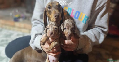 Miniature Dachshund dogs - Advert 9