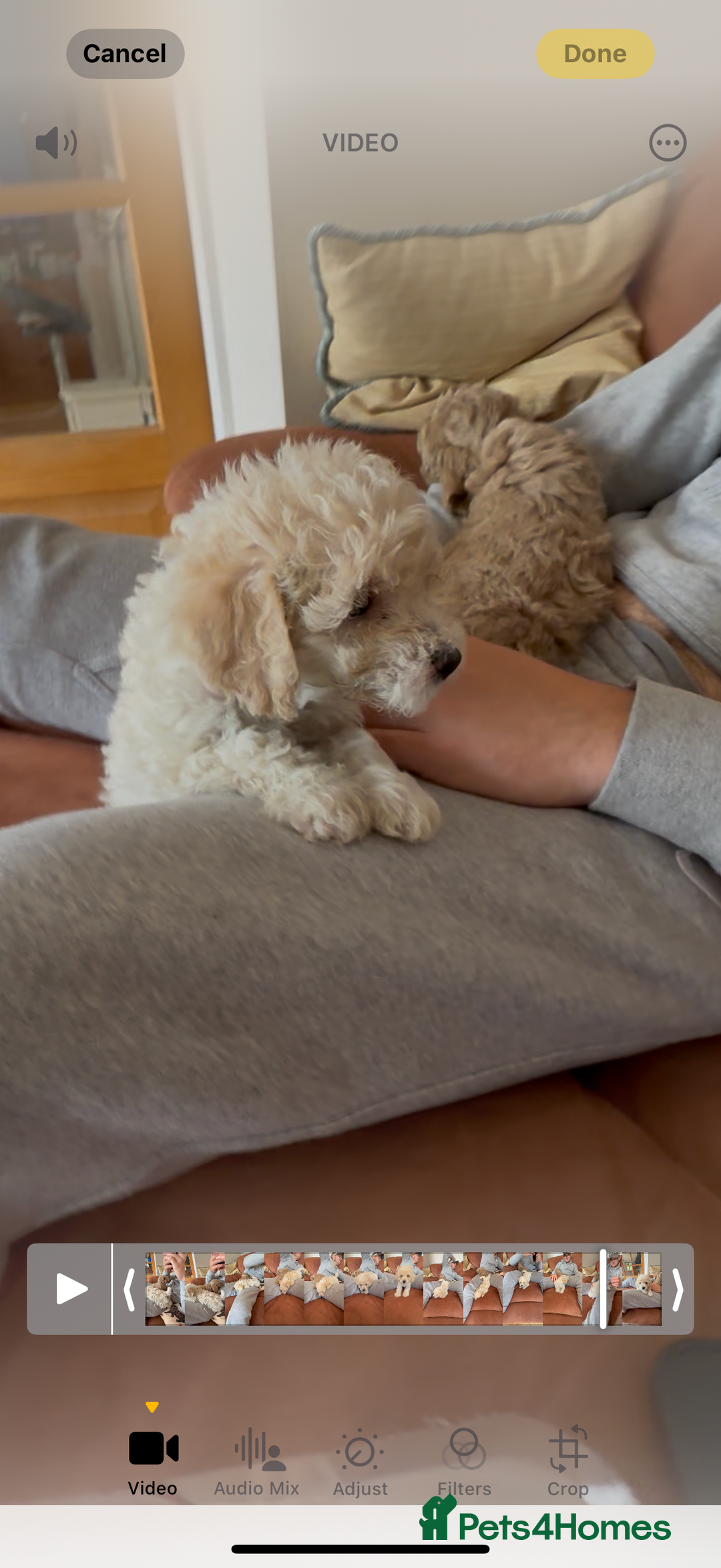Poochon dogs for sale: Tiny farm bred teddy bear bundles of fun !  - Image 26