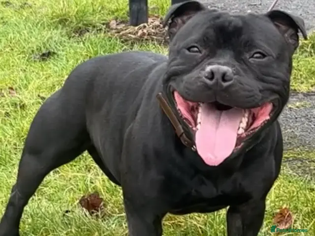 Staffordshire Bull Terrier dogs *ULTIMATE STUD PACKAGE DEAL* KASSIUS BEST UK BLACK - Advert 1