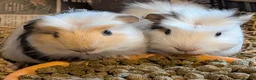 Guinea Pig rodents for sale: 3 x beautiful female baby guinea pigs - Advert 3