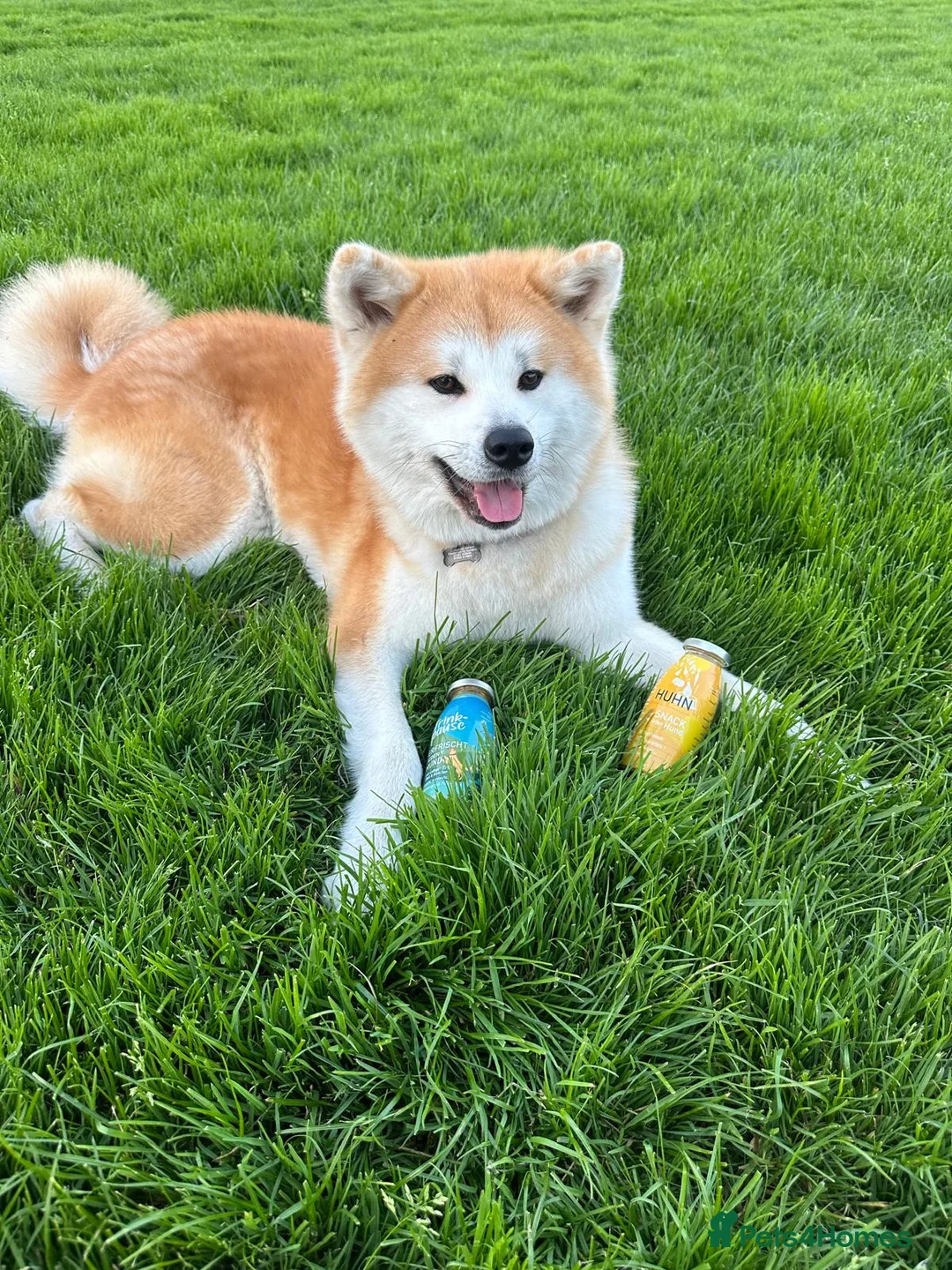 Japanese Akita Inu dogs for sale:  Japanese Akita Inu Puppies – Red Fawn - Advert 5