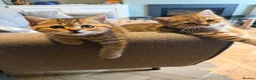 British Shorthair cats for sale: 3 x British Shorthair Kittens - Gold/White/Grey - Advert 3