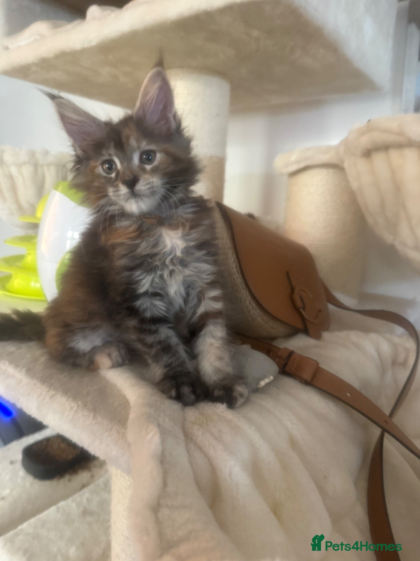 Maine Coon cats XL Maincoon kittens  - Advert 2