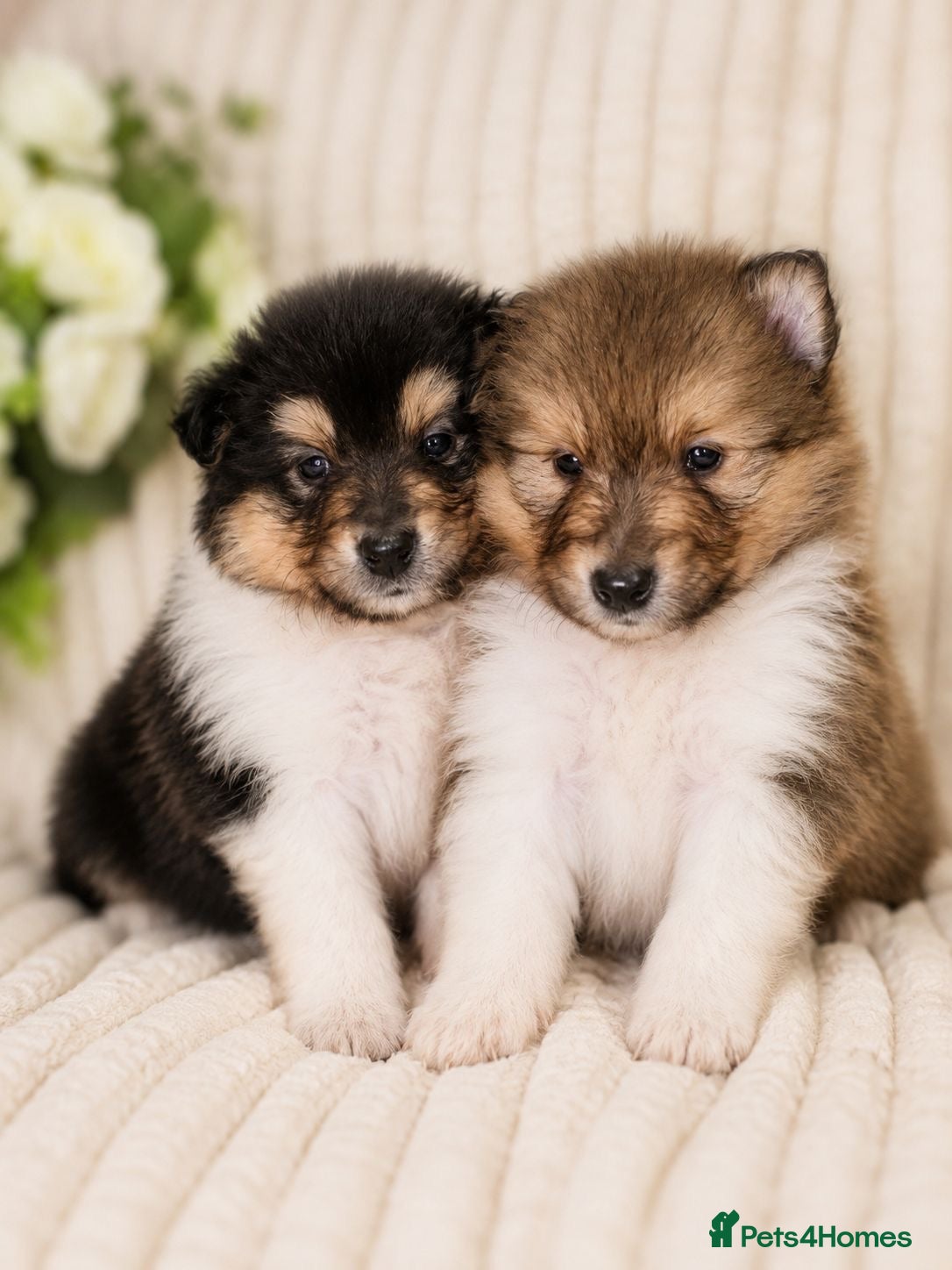 Rough Collie dogs Two beautiful rough collie pups  - Advert 1