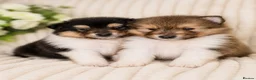 Rough Collie dogs for sale: Two beautiful rough collie pups  - Advert 1