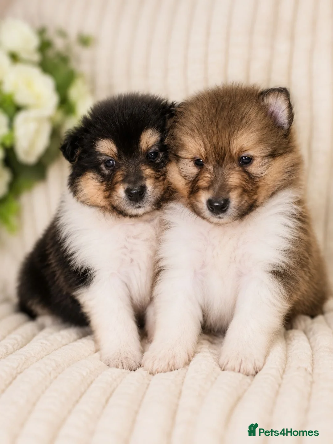 Rough Collie dogs for sale: Two beautiful rough collie pups  - Advert 1