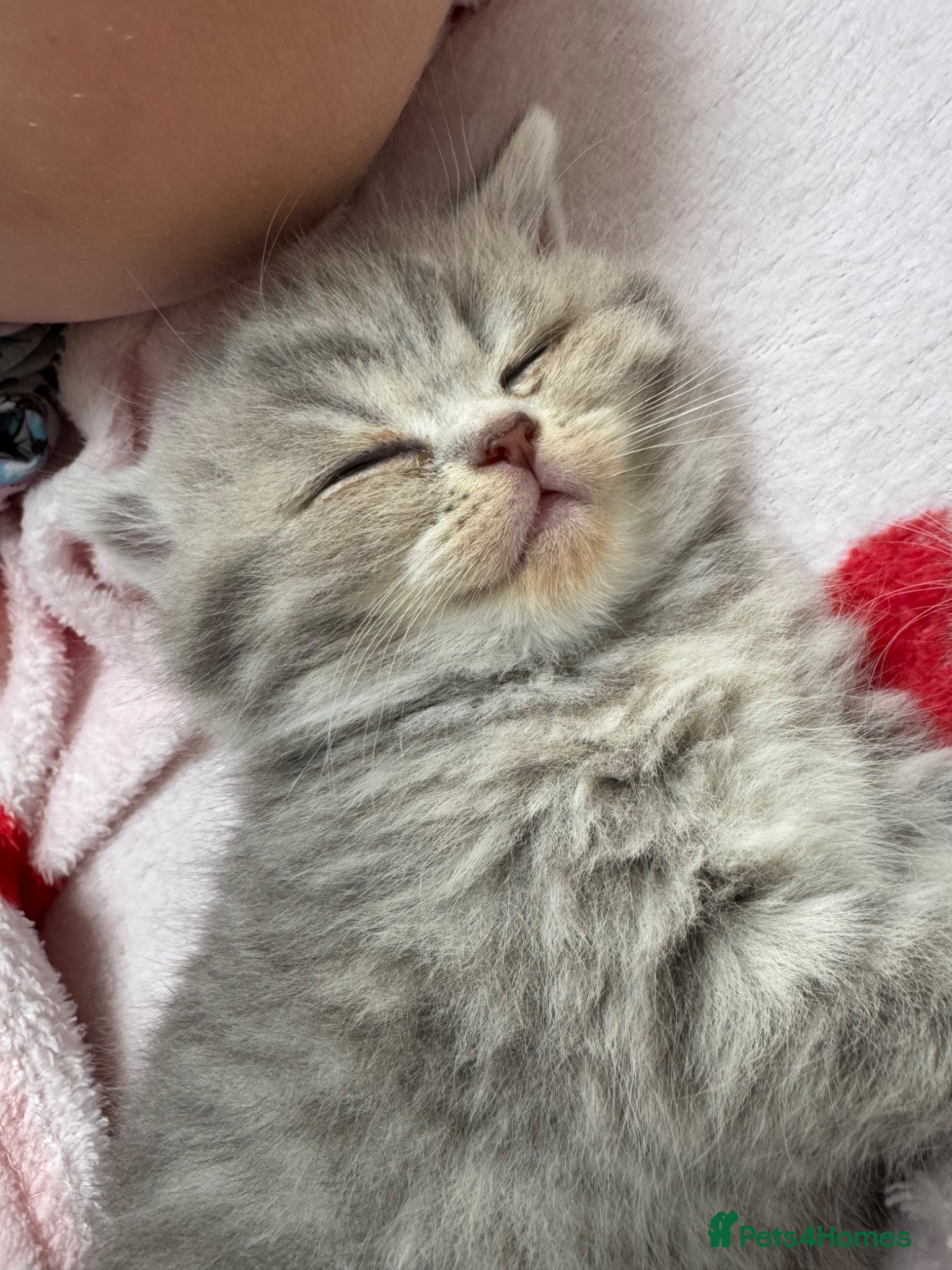 Scottish Fold cats Tica Scottish fold kittens - Advert 2