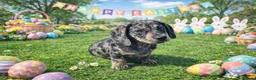 Mixed Breed dogs for sale: Absolutely Stunning Dapple Dachsador Girl - Advert 6
