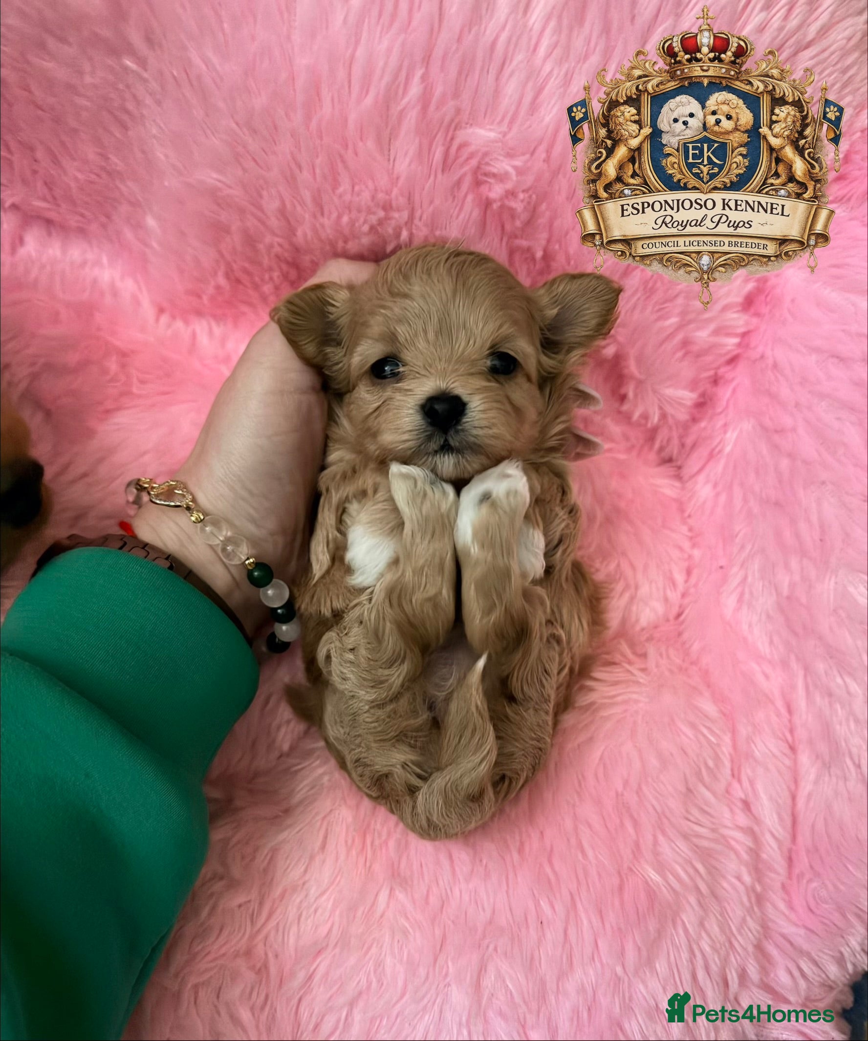 Maltipoo dogs 👑One in a Million F1 tiny Asian Maltipoo👑 - Advert 17
