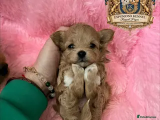 Maltipoo dogs 👑One in a Million F1 tiny Asian Maltipoo👑 - Advert 17