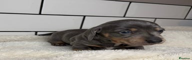 Miniature Dachshund Puppy 1