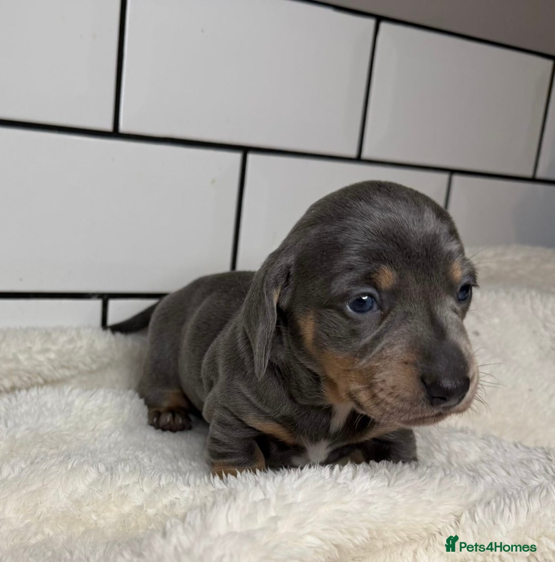 Miniature Dachshund dogs for sale: STUNNING MINIATURE DACHSHUNDS DAPPLE KC  - Advert 10