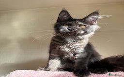 Maine Coon cats for sale: Pedigree GCCF Russian Import line Maine Coons - Image 10
