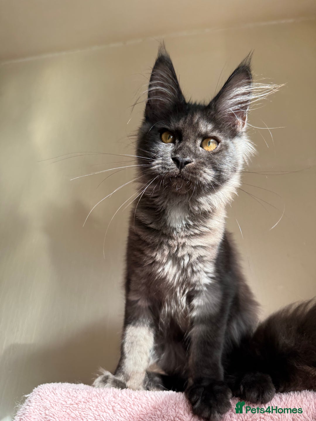 Maine Coon cats for sale: Pedigree GCCF Russian Import line Maine Coons - Image 10