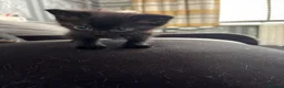 Mixed Breed cats for sale: 2 boys 1 girl  - Advert 5