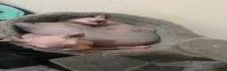 Sphynx cats for sale: Pippin Canadian elf  - Advert 1