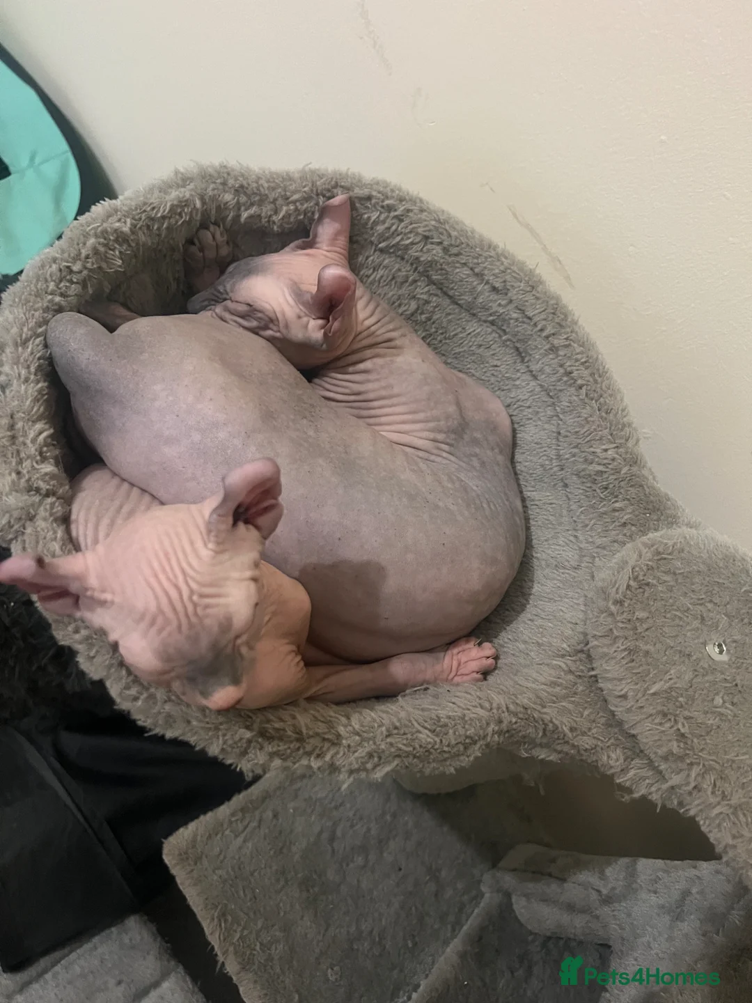 Sphynx cats for sale: Pippin Canadian elf  - Advert 1
