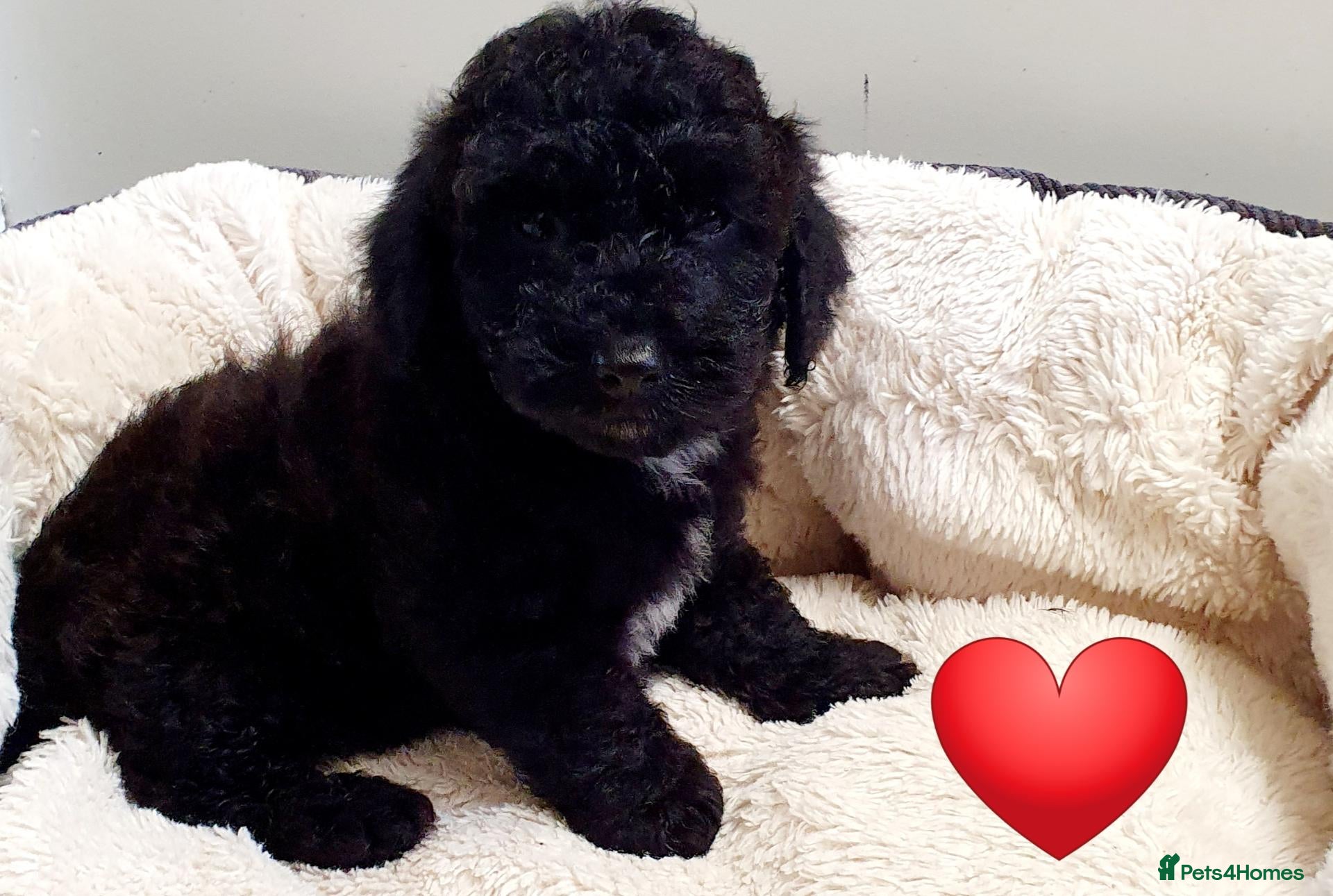 Maltipoo dogs for sale: F1 multipoo toy puppies  - Advert 2