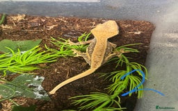 Gecko reptiles for sale: Baby crested geckos Birmingham - Advert 3