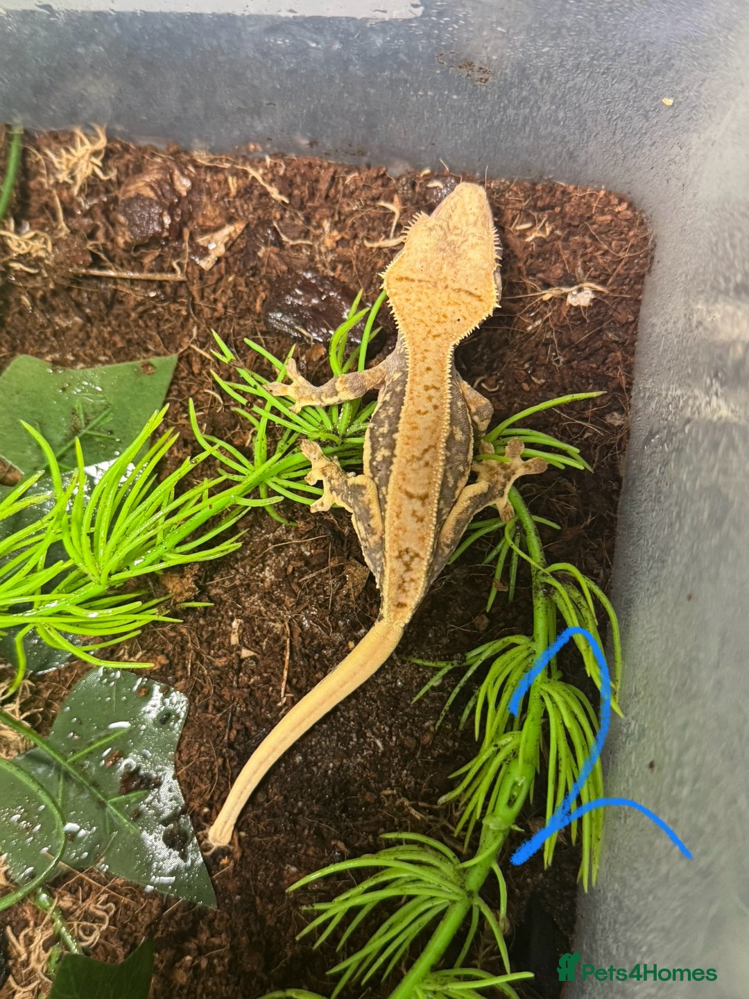 Gecko reptiles for sale: Baby crested geckos Birmingham - Advert 3