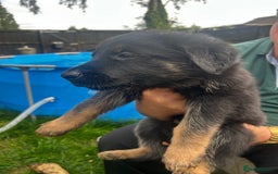 German Shepherd dogs for sale: German shepherd puppies  - Image 7