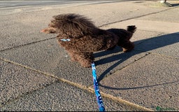 Cavapoo dogs for sale: 🐩 Stunning Chocolate KC Poodle – Lorde– 🐩 - Image 6