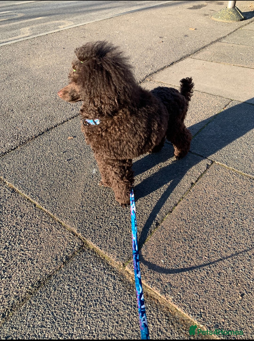 Cavapoo dogs for sale: 🐩 Stunning Chocolate KC Poodle – Lorde– 🐩 - Image 6