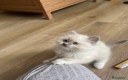 Ragdoll cats for sale: 🌸Extensively health tested Tica reg. kittens🌸 - Image 5