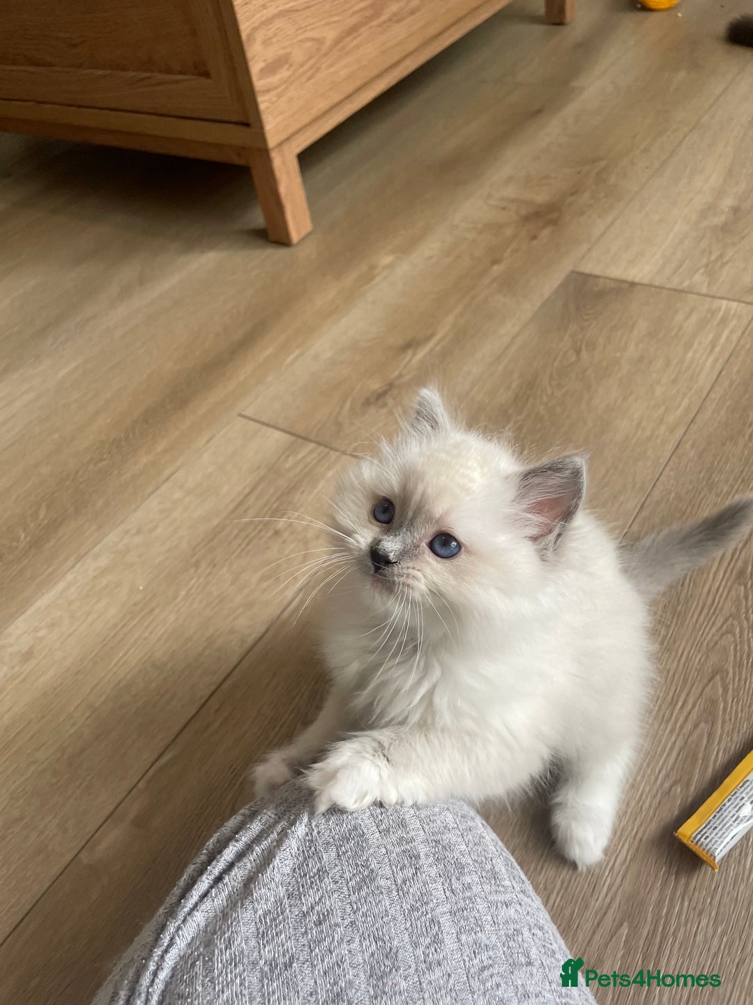 Ragdoll cats for sale: 🌸Extensively health tested Tica reg. kittens🌸 - Image 5
