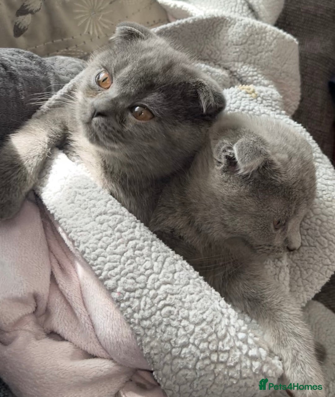 Scottish Fold cats for sale: Scottish Fold Kittens🩵 - Image 5
