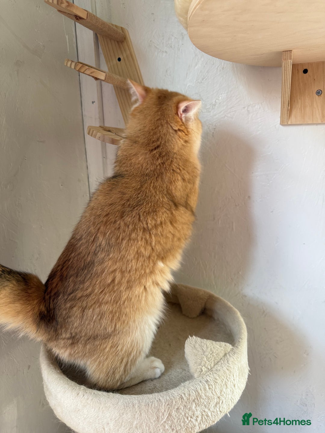 British Shorthair cats for stud: BSH NY12 STUD GCCF and TICA registered  in Ipswich - Advert 5