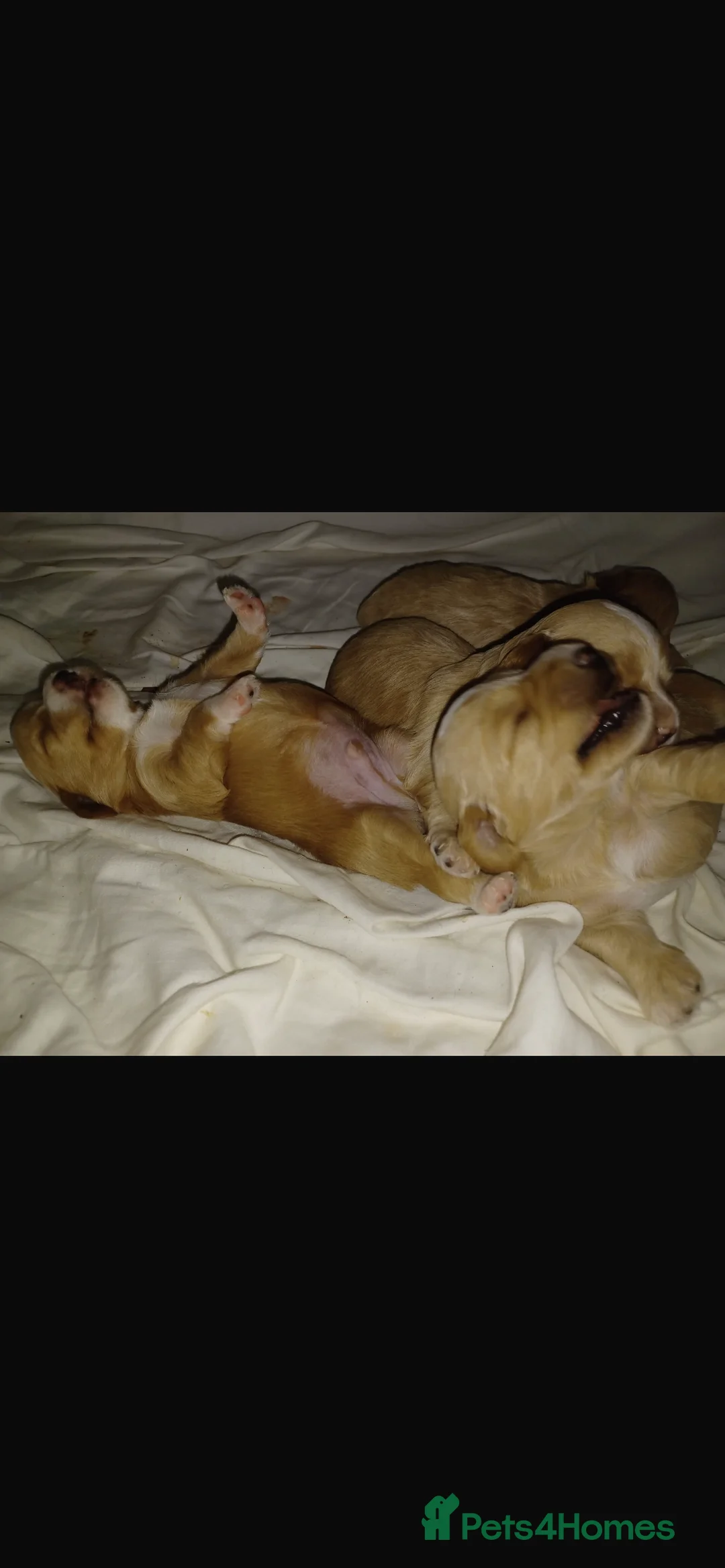 Miniature Poodle dogs for stud: Merlesque Top Gun mahogany mini poodle in Chorley - Advert 15