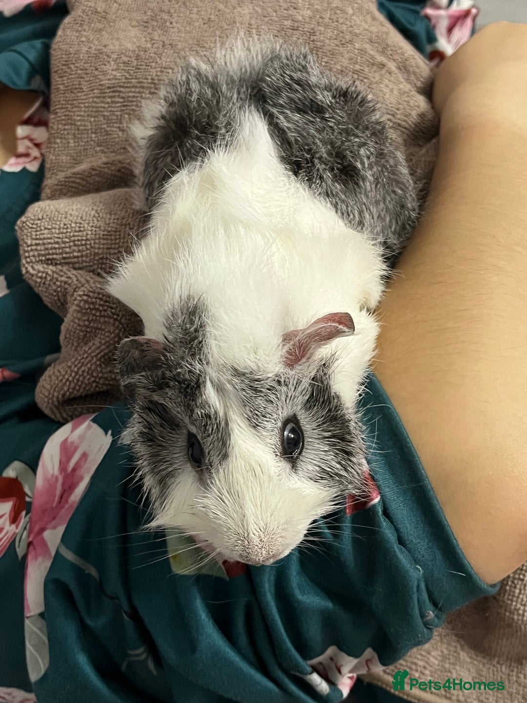 Guinea Pig rodents for sale: Male guinea pigs with cage and accessories  - Image 11