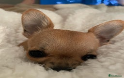 Chihuahua dogs for sale: Chihuahua Boy - Image 3