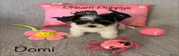 Yorkshire Terrier dogs for sale: Beautiful small Biewer Yorkshire Terrier Pedigree  - Advert 13