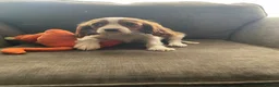 Cavalier King Charles Spaniel dogs for sale: Blenheim cavalier King Charles spaniels  - Advert 6