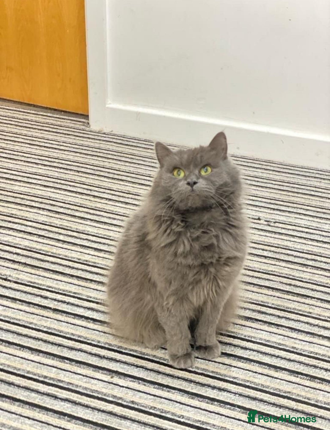 British Longhair cats for sale: Adorable British Longhair Kittens Ready Now! - Advert 5