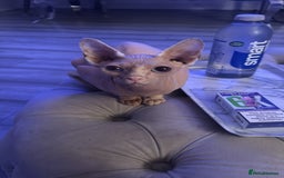 Sphynx cats for sale: Baby girl pixie 1 yrs 6 month - Image 2