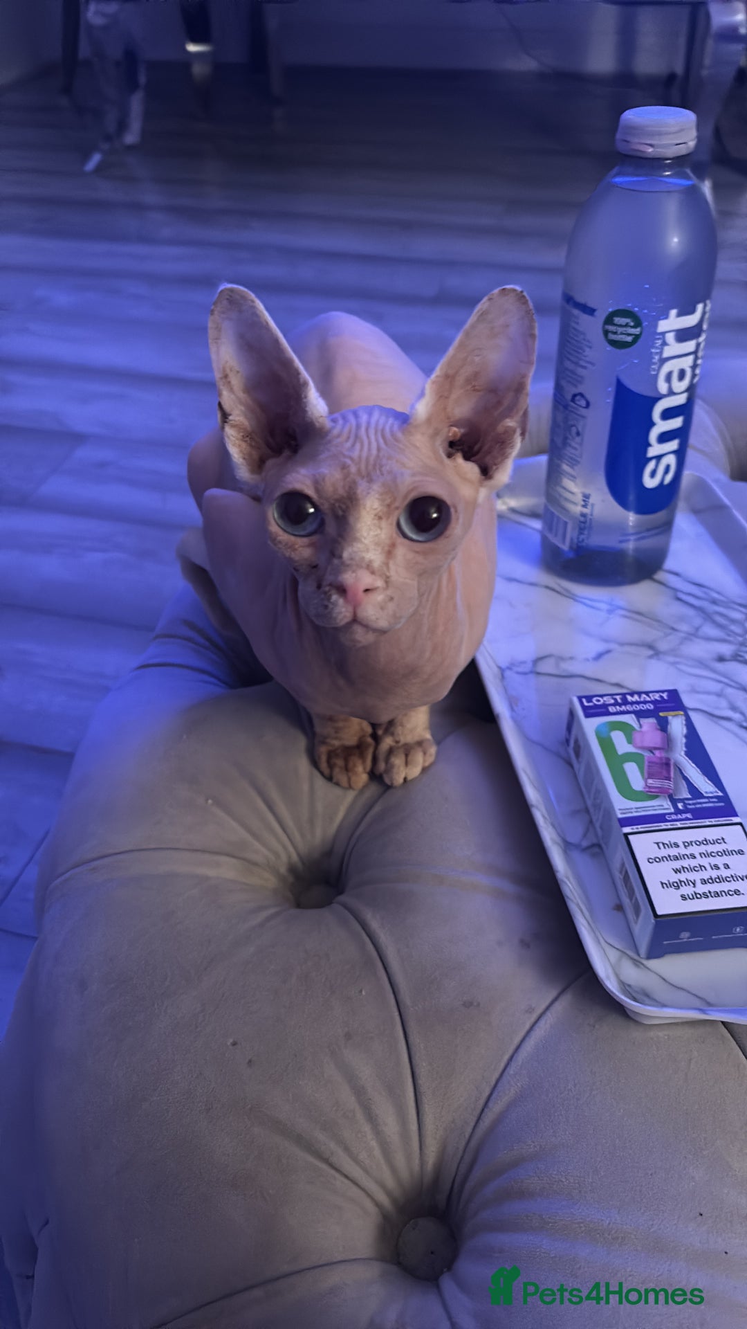 Sphynx cats for sale: Baby girl pixie 1 yrs 6 month - Image 2