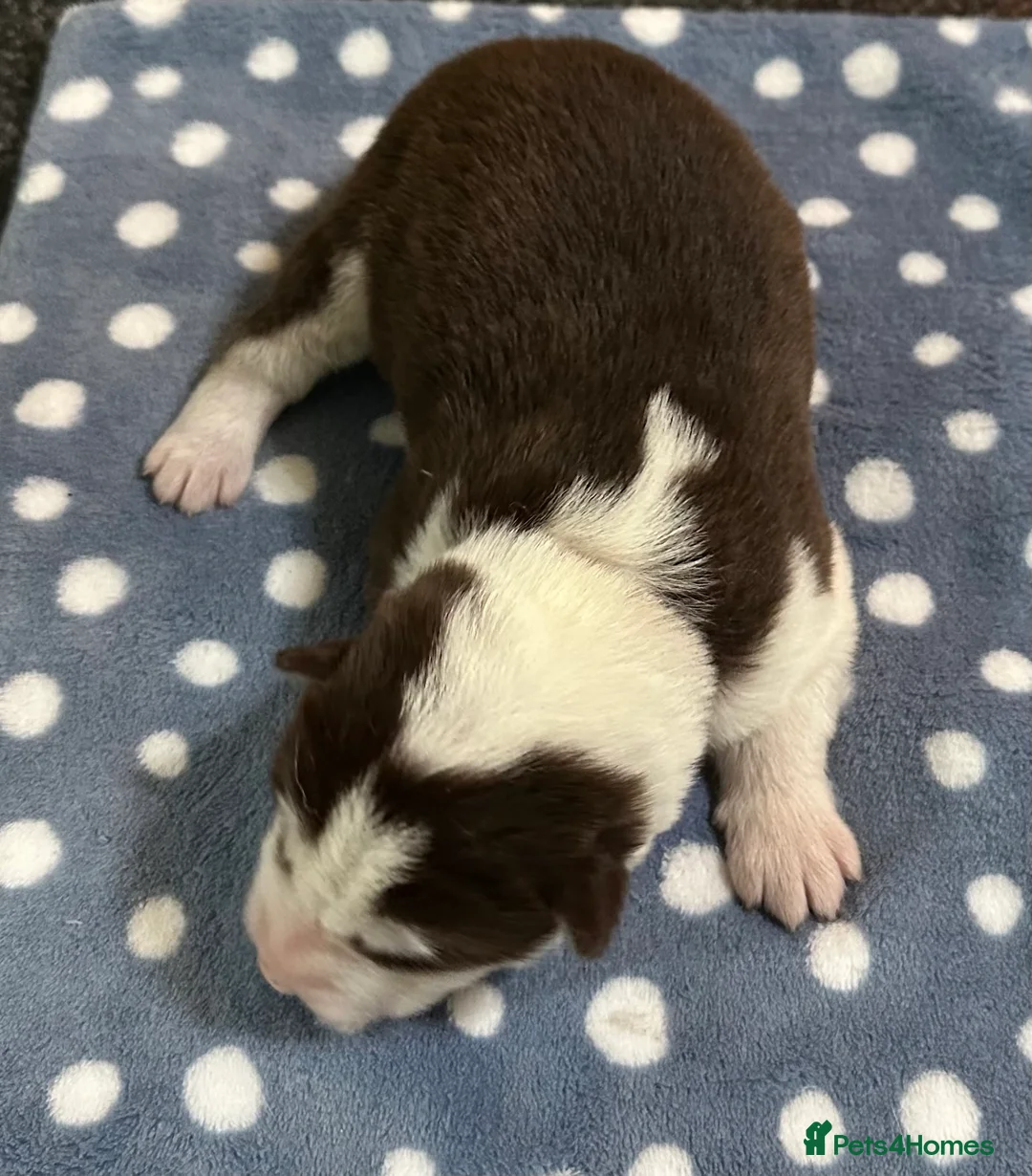 Siberian Husky dogs for sale: 4 Beautiful Siberian Husky Puppies - Advert 8