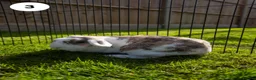 Lionhead rabbits for sale: Lionheads & Minilops - 6 Rabbits Looking for Homes - Advert 7
