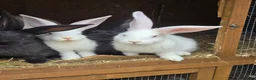 Continental Giant rabbits for sale: Continental Giant Rabbit Kits Bookings Now Open 🐰 - Advert 2