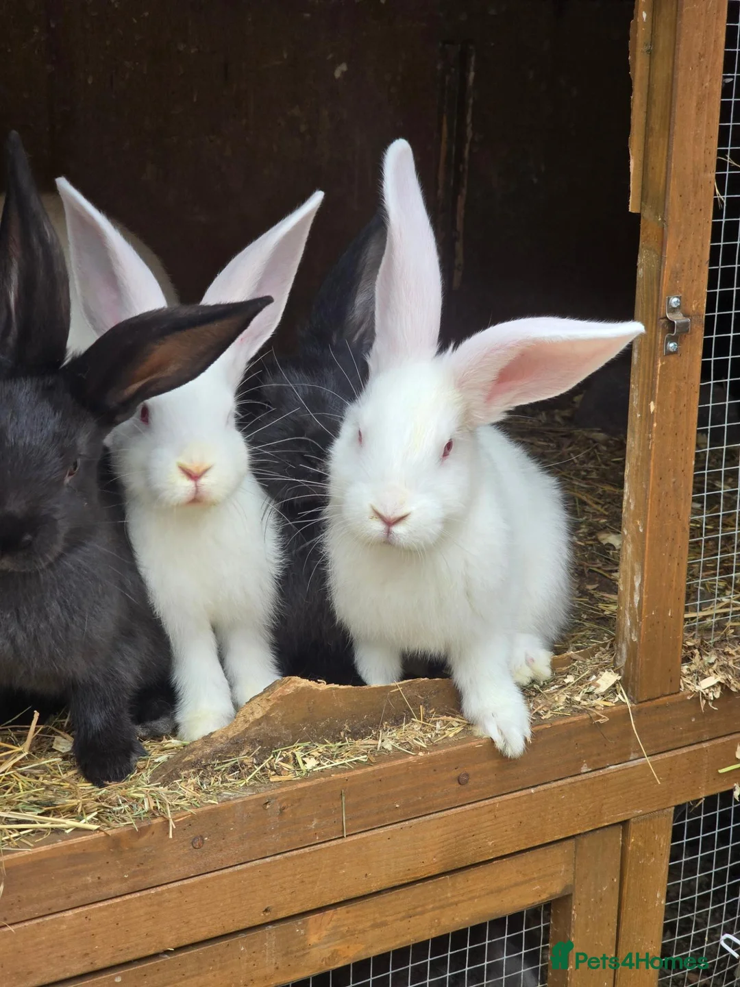Continental Giant rabbits for sale: Continental Giant Rabbit Kits Bookings Now Open 🐰 - Advert 2