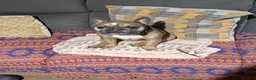 French Bulldog dogs for sale: Female French bulldog  - Advert 3