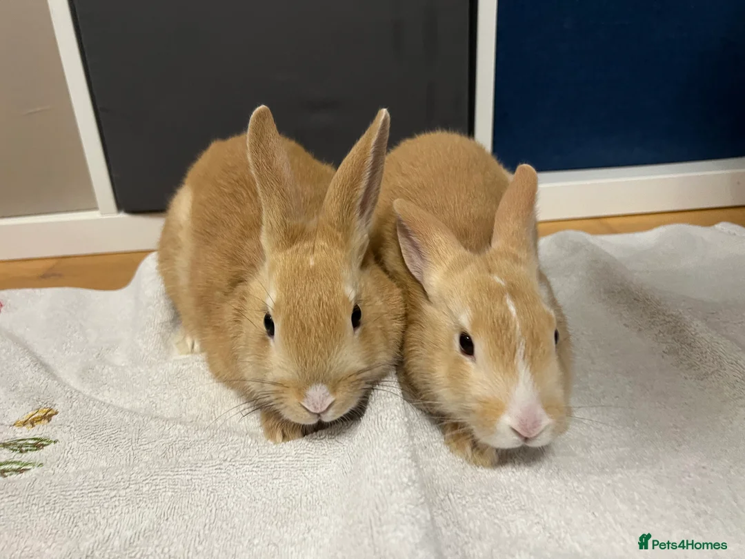 Mixed Breed rabbits for sale: Cutest rabbit brothers  - Advert 1