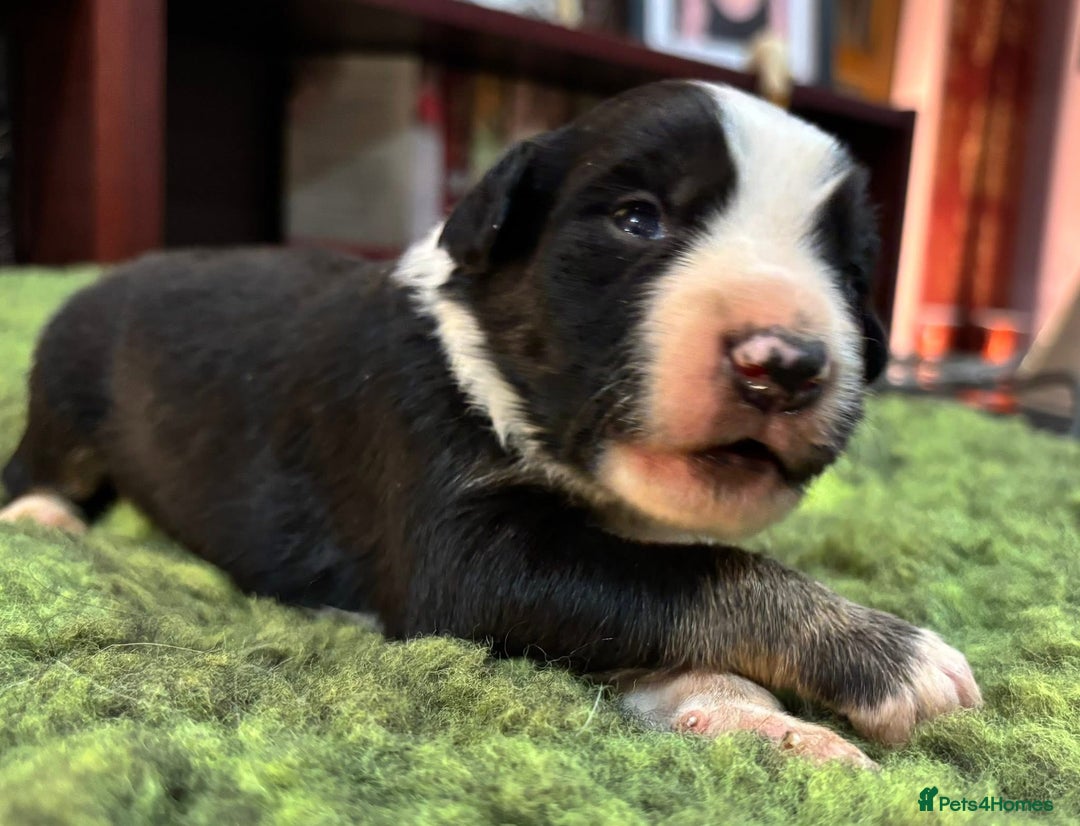 Border Collie dogs for sale: Border Collie Pups  - Advert 7