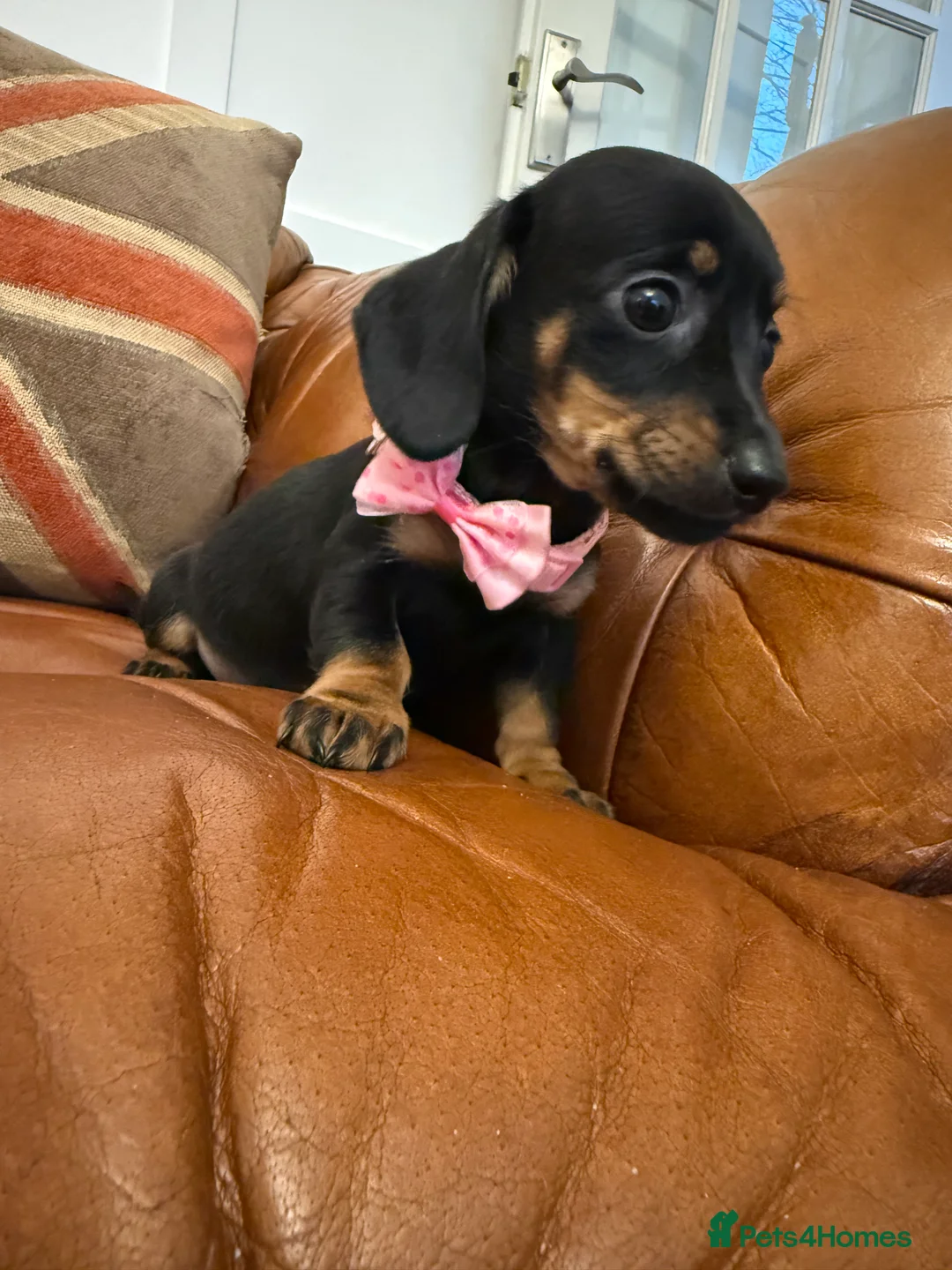 Miniature Dachshund dogs for sale: Stunning Pups 5 ⭐ Star Licensed 5 ⭐ Reviews!  - Advert 32