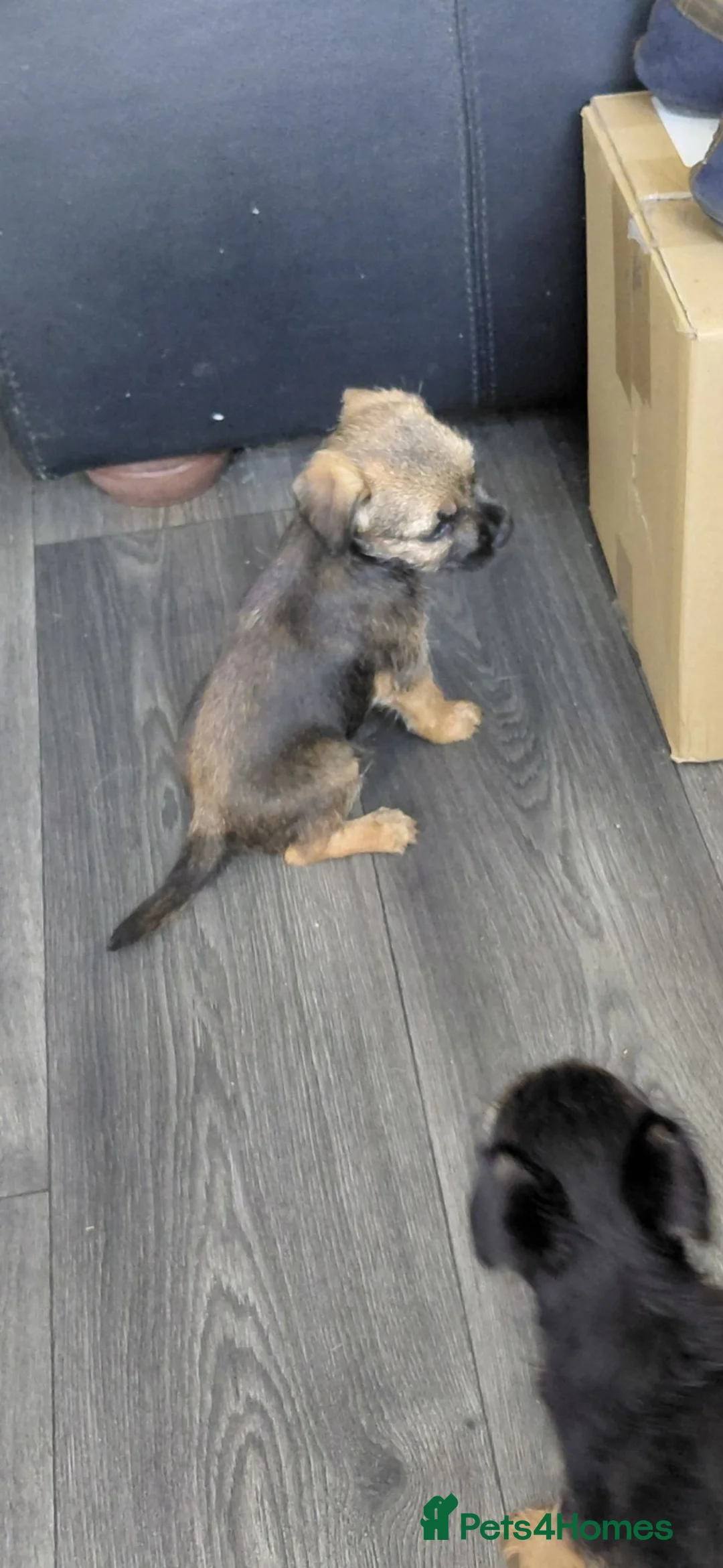 Border Terrier dogs for sale: 4 cracking puppies lookkng forever homes - Advert 2