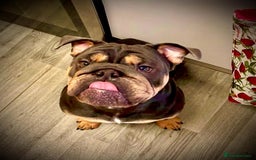English Bulldog dogs for sale: Female English bulldog  - Image 4