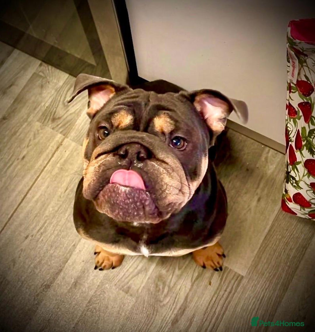 English Bulldog dogs for sale: Female English bulldog  - Image 4